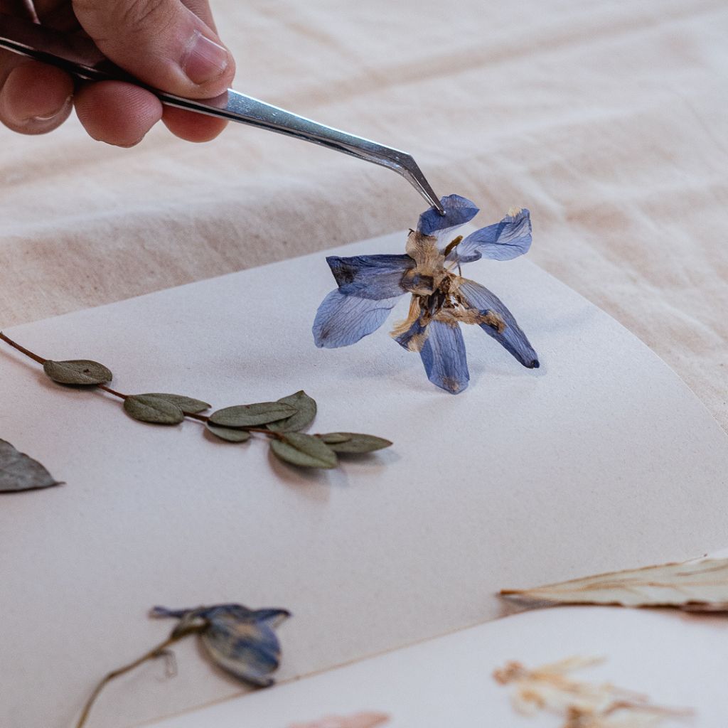 Flores naturales prensadas de Colombia para manualidades y scrap books