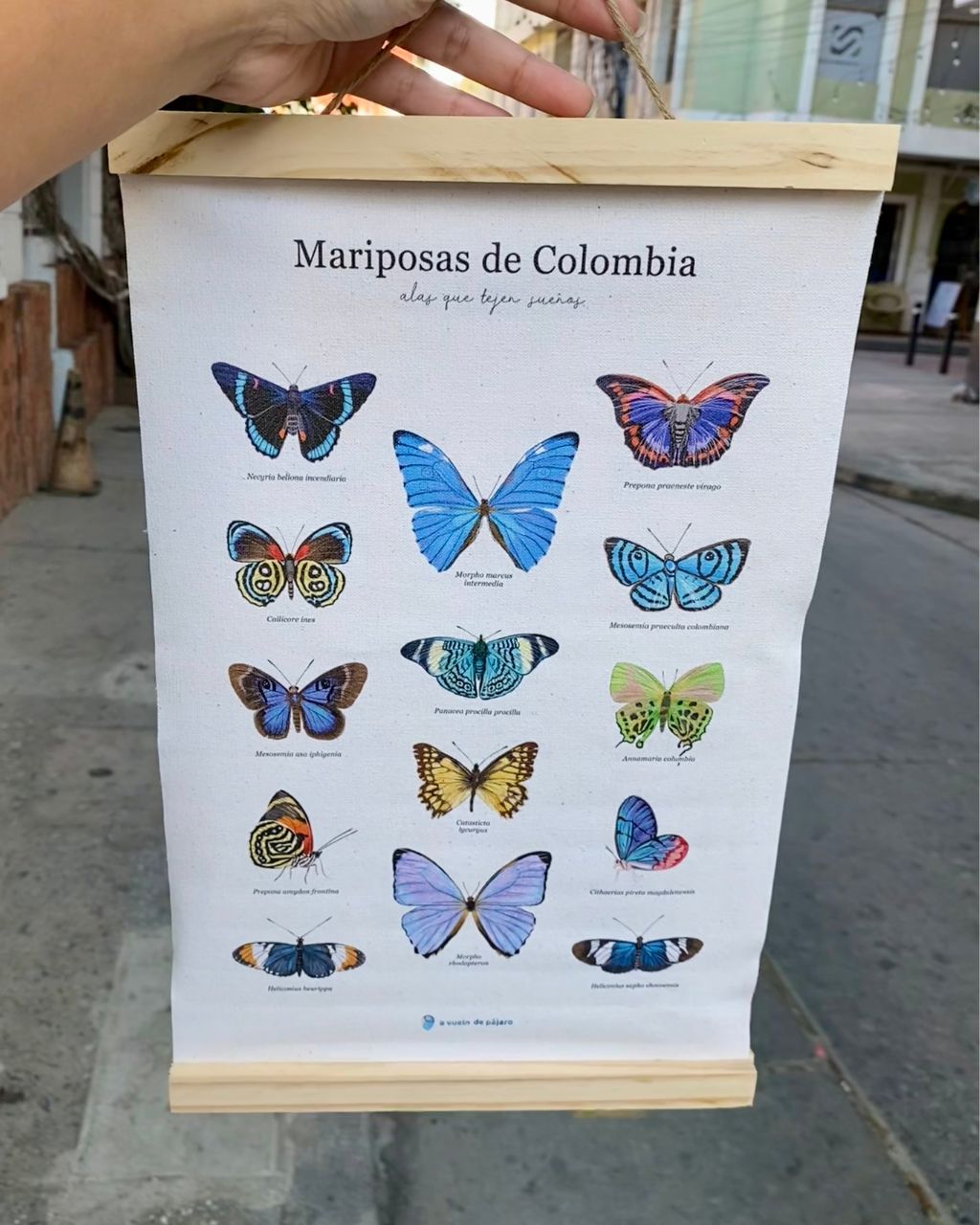 Lienzo de mariposas en tamaño de 25 x 35 cm.