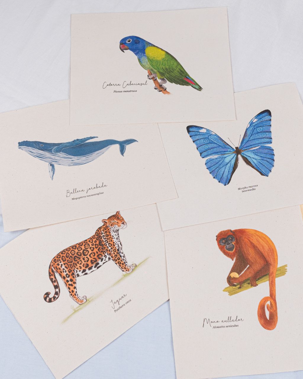 Lienzos con prints de Aves de Colombia