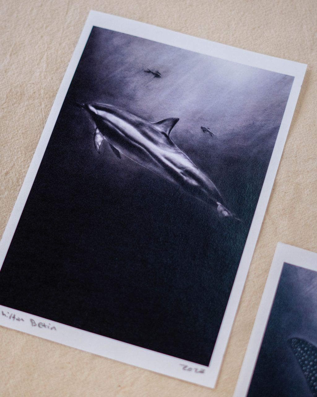 Prints de obras en carboncillo de especies marinas caribeñas, el delfín