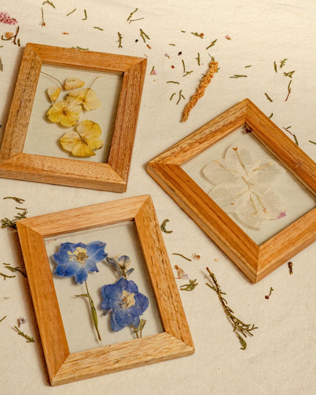 Colección de cuadros con flores prensadas entre vidrios