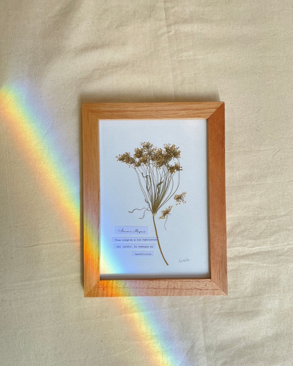 Cuadro al estilo herbario con significado de la flor ammi majus, tamaño 17 x 23 cm.