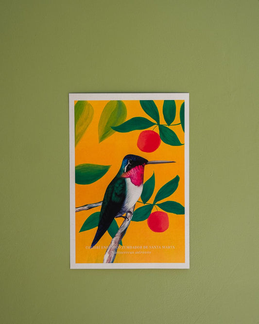 Posters: Aves de Santa Marta