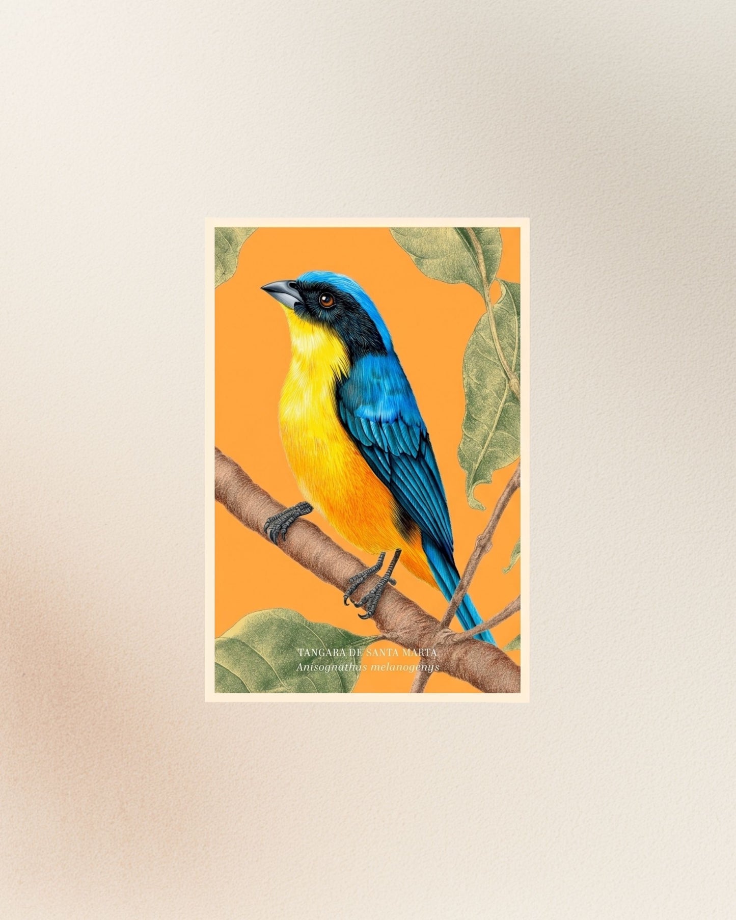 Posters: Aves de la Sierra Nevada